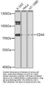 CD44 Antibody