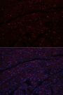 N Cadherin Antibody