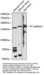 N Cadherin Antibody