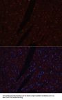 N Cadherin Antibody