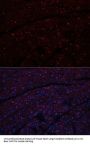 N Cadherin Antibody