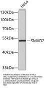 SMAD2 Antibody