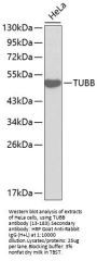 TUBB Antibody