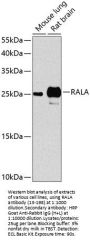 RALA Antibody