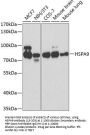 HSPA9 Antibody