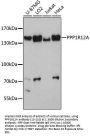 PPP1R12A Antibody
