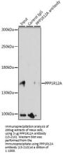 PPP1R12A Antibody