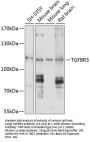 TGFBR3 Antibody