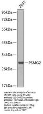 PSMG2 Antibody