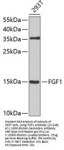 FGF1 Antibody