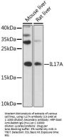 IL17A Antibody