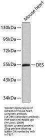 DES Antibody