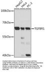 TGFBR1 Antibody