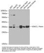VDAC1 / Porin Antibody