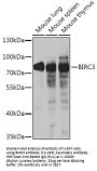 BIRC3 Antibody