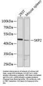 SKP2 Antibody