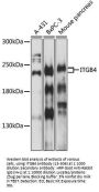 ITGB4 Antibody