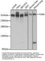 FLNA Antibody