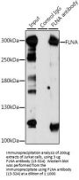 FLNA Antibody