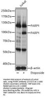 PARP1 Antibody, KO Validated