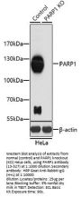 PARP1 Antibody, KO Validated