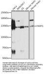 PARP1 Antibody, KO Validated