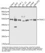 TRAF2 Antibody, KO Validated