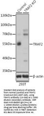 TRAF2 Antibody, KO Validated