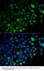 TRAF2 Antibody, KO Validated