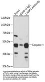 Caspase 1 Antibody