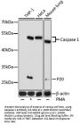 Caspase 1 Antibody