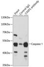 Caspase 1 Antibody