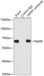 Hsp60 Antibody