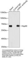 Hsp60 Antibody