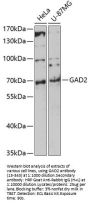 GAD2 Antibody