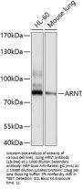 ARNT Antibody