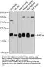 RAP1A Antibody