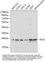 RAN Antibody