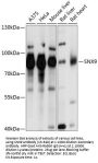 SNX9 Antibody