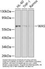 WAS Antibody
