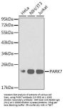 PARK7 Antibody, KO Validated