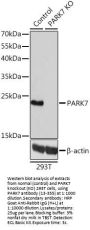 PARK7 Antibody, KO Validated