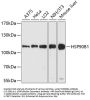 HSP90B1 Antibody