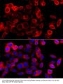 HSP90B1 Antibody