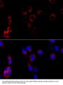 HSP90B1 Antibody