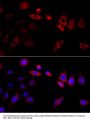 HSP90B1 Antibody