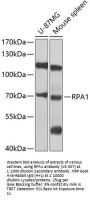 RPA1 Antibody