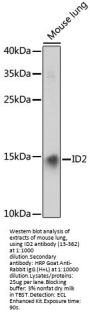 ID2 Antibody