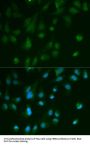ARRB1 Antibody