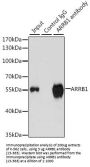 ARRB1 Antibody